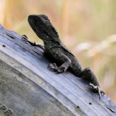 Intellagama lesueurii howittii at Pambula, NSW - 20 Dec 2022 08:30 AM