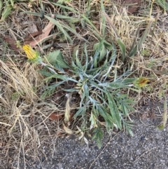 Gazania x splendens (Gazania) at Higgins, ACT - 20 Dec 2022 by MattM