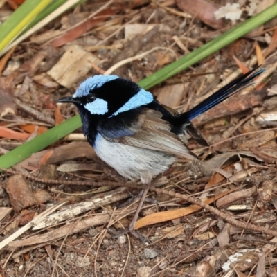 Malurus cyaneus (Superb Fairywren) at Pambula, NSW - 19 Dec 2022 by KylieWaldon