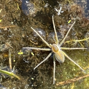 Dolomedes sp. (genus) at Wollogorang, NSW - 20 Dec 2022 04:59 PM