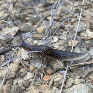 Limax maximus at Kowen, ACT - 21 Dec 2022 06:59 AM