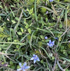 Isotoma fluviatilis subsp. australis at Wollogorang, NSW - 20 Dec 2022 05:59 PM