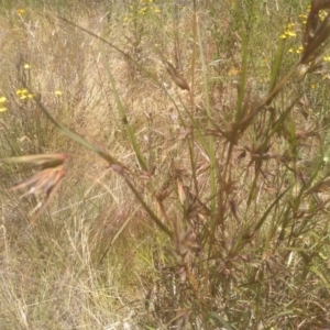 Themeda triandra at Cooma, NSW - 19 Dec 2022