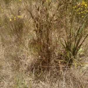 Themeda triandra at Cooma, NSW - 19 Dec 2022