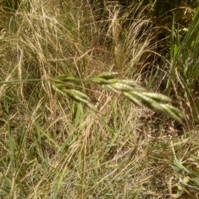 Bromus (genus) (A Brome) at Cooma, NSW - 19 Dec 2022 by mahargiani