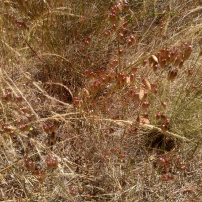 Briza maxima (Quaking Grass, Blowfly Grass) at Cooma, NSW - 19 Dec 2022 by mahargiani