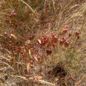 Briza maxima at Cooma, NSW - 19 Dec 2022 01:27 PM