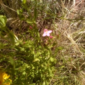 Centaurium erythraea at Cooma, NSW - 19 Dec 2022 02:01 PM