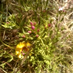 Centaurium erythraea at Cooma, NSW - 19 Dec 2022