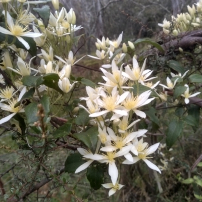 Clematis aristata (Mountain Clematis) at Steeple Flat, NSW - 19 Dec 2022 by mahargiani