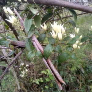 Clematis aristata at Steeple Flat, NSW - 20 Dec 2022