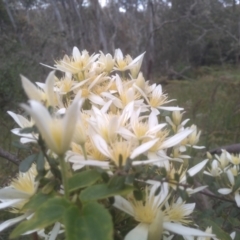 Clematis aristata at Steeple Flat, NSW - 20 Dec 2022