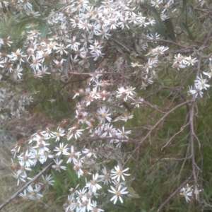 Olearia erubescens at Steeple Flat, NSW - 20 Dec 2022 08:34 AM