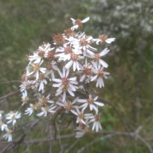 Olearia erubescens at Steeple Flat, NSW - 20 Dec 2022 08:34 AM