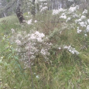 Olearia erubescens at Steeple Flat, NSW - 20 Dec 2022 08:34 AM