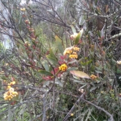 Daviesia mimosoides at Steeple Flat, NSW - 20 Dec 2022