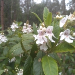 Prostanthera lasianthos (Victorian Christmas Bush) at Bemboka, NSW - 19 Dec 2022 by mahargiani