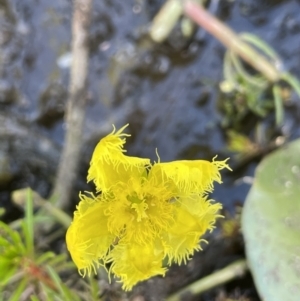 Nymphoides montana at Wollogorang, NSW - 20 Dec 2022 05:47 PM