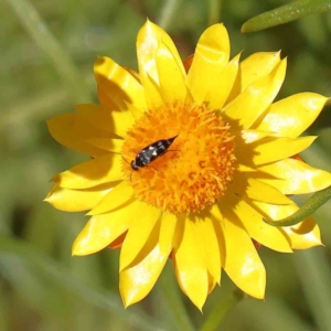 Mordella sp. (genus) at O'Connor, ACT - 17 Dec 2022