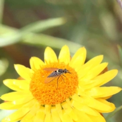 Australiphthiria hilaris (Slender Bee Fly) at O'Connor, ACT - 17 Dec 2022 by ConBoekel