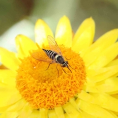 Australiphthiria hilaris at O'Connor, ACT - 17 Dec 2022