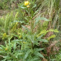 Xerochrysum bracteatum (Golden Everlasting) at Bemboka, NSW - 20 Dec 2022 by mahargiani