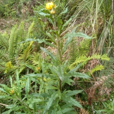 Xerochrysum bracteatum (Golden Everlasting) at Bemboka, NSW - 19 Dec 2022 by mahargiani