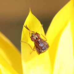 Steganopsis melanogaster (A lauxaniid fly) at Dryandra St Woodland - 17 Dec 2022 by ConBoekel