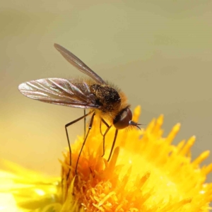 Geron sp. (genus) at O'Connor, ACT - 17 Dec 2022