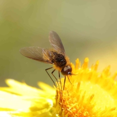 Geron sp. (genus) at O'Connor, ACT - 17 Dec 2022