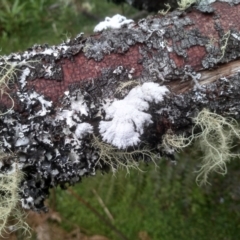 Schizophyllum commune at Bemboka, NSW - 19 Dec 2022 by mahargiani