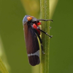 Eurymeloides minuta (Gumtree leafhopper) at O'Connor, ACT - 17 Dec 2022 by ConBoekel