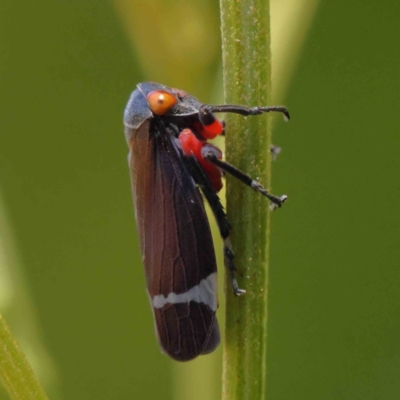 Eurymeloides minuta (Gumtree leafhopper) at O'Connor, ACT - 17 Dec 2022 by ConBoekel