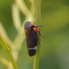 Eurymeloides lineata at O'Connor, ACT - 17 Dec 2022