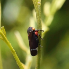 Eurymeloides lineata at O'Connor, ACT - 17 Dec 2022 12:40 PM