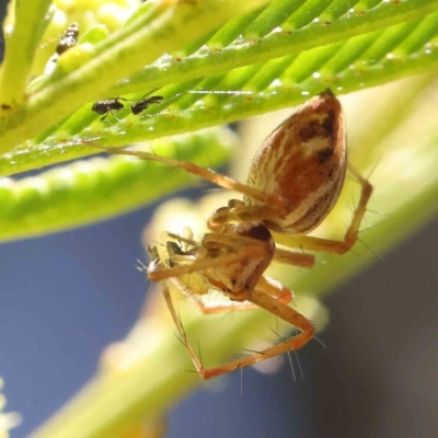 Oxyopes sp. (genus) (Lynx spider) at O'Connor, ACT - 17 Dec 2022 by ConBoekel