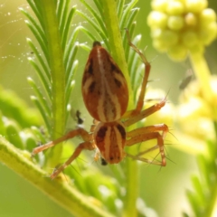 Oxyopes sp. (genus) at O'Connor, ACT - 17 Dec 2022 01:15 PM