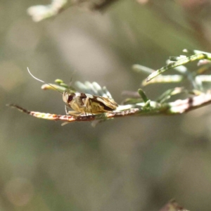 Macrobathra arrectella at O'Connor, ACT - 17 Dec 2022