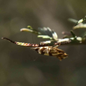 Macrobathra arrectella at O'Connor, ACT - 17 Dec 2022