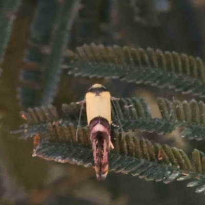 Edosa xystidophora (Tineid moth) at O'Connor, ACT - 17 Dec 2022 by ConBoekel