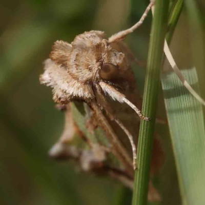 Cosmodes elegans (Green Blotched Moth) at O'Connor, ACT - 17 Dec 2022 by ConBoekel