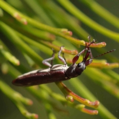 Rhinotia sp. (genus) (Unidentified Rhinotia weevil) at O'Connor, ACT - 17 Dec 2022 by ConBoekel