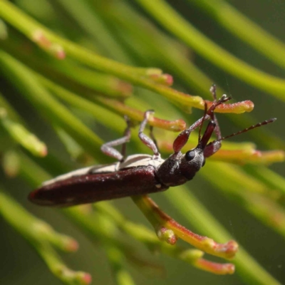 Rhinotia sp. (genus) (Unidentified Rhinotia weevil) at O'Connor, ACT - 17 Dec 2022 by ConBoekel