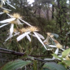 Clematis aristata (Mountain Clematis) at Tantawangalo, NSW - 19 Dec 2022 by mahargiani