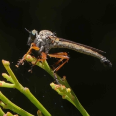 Cerdistus sp. (genus) (Slender Robber Fly) at O'Connor, ACT - 17 Dec 2022 by ConBoekel