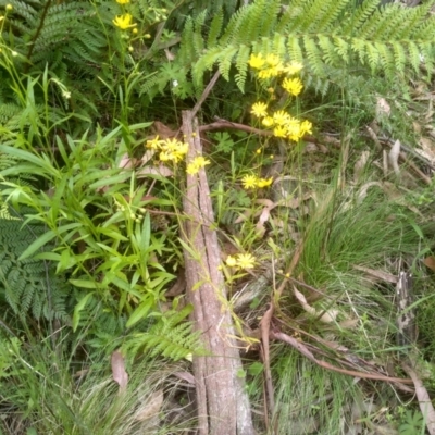 Senecio sp. (A Fireweed) at Tantawangalo, NSW - 19 Dec 2022 by mahargiani