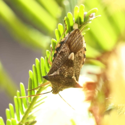 Oechalia schellenbergii (Spined Predatory Shield Bug) at O'Connor, ACT - 17 Dec 2022 by ConBoekel