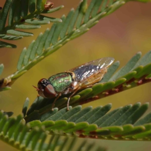 Odontomyia decipiens at O'Connor, ACT - 17 Dec 2022