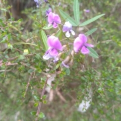 Glycine clandestina (Twining Glycine) at Tantawangalo, NSW - 19 Dec 2022 by mahargiani