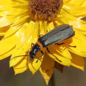 Chauliognathus lugubris at O'Connor, ACT - 17 Dec 2022